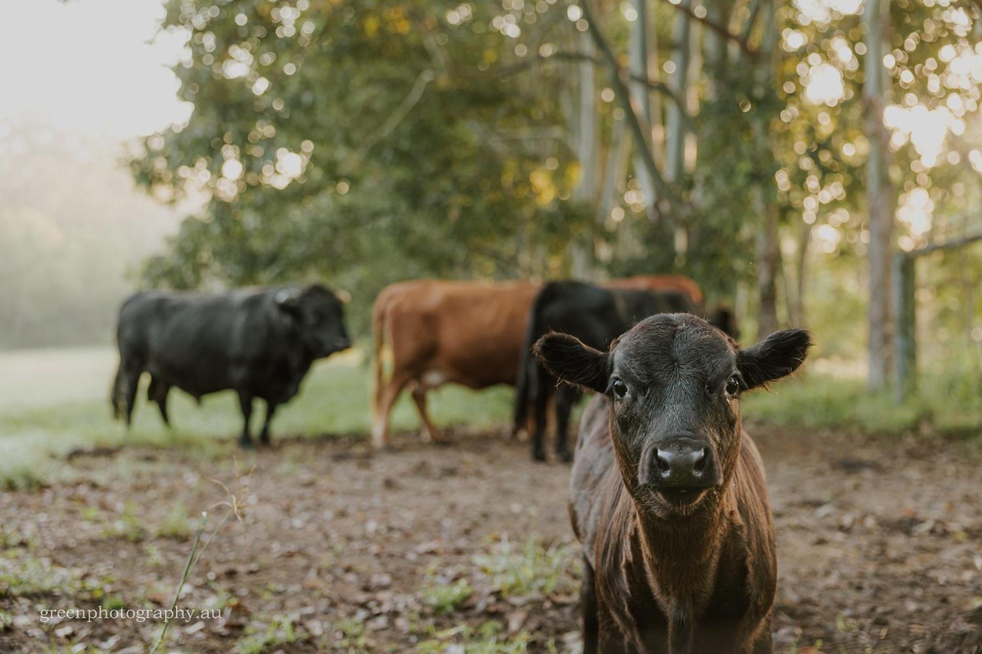 Blackwattle Farm Beerwah Buitenkant foto