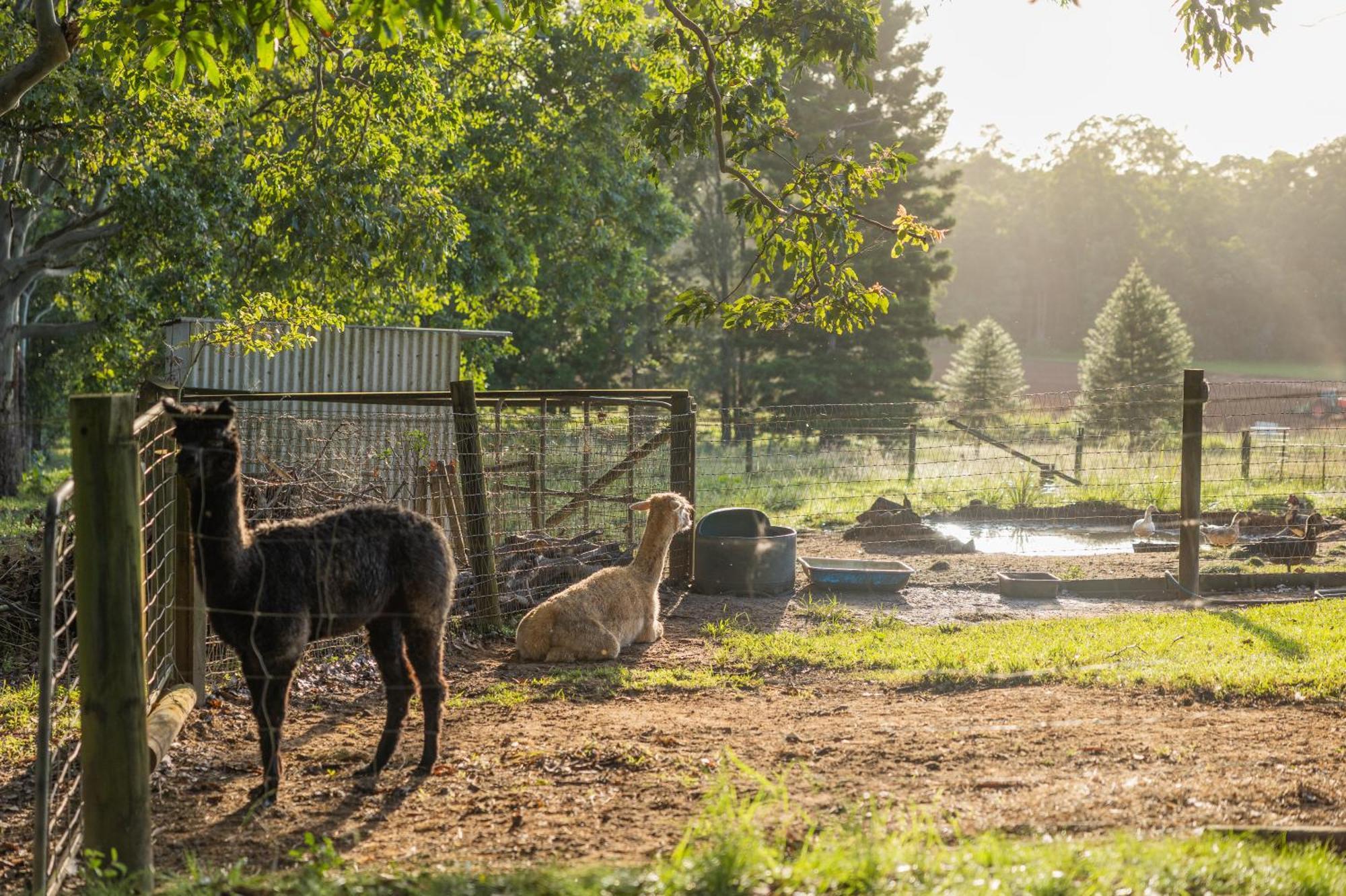 Blackwattle Farm Beerwah Buitenkant foto
