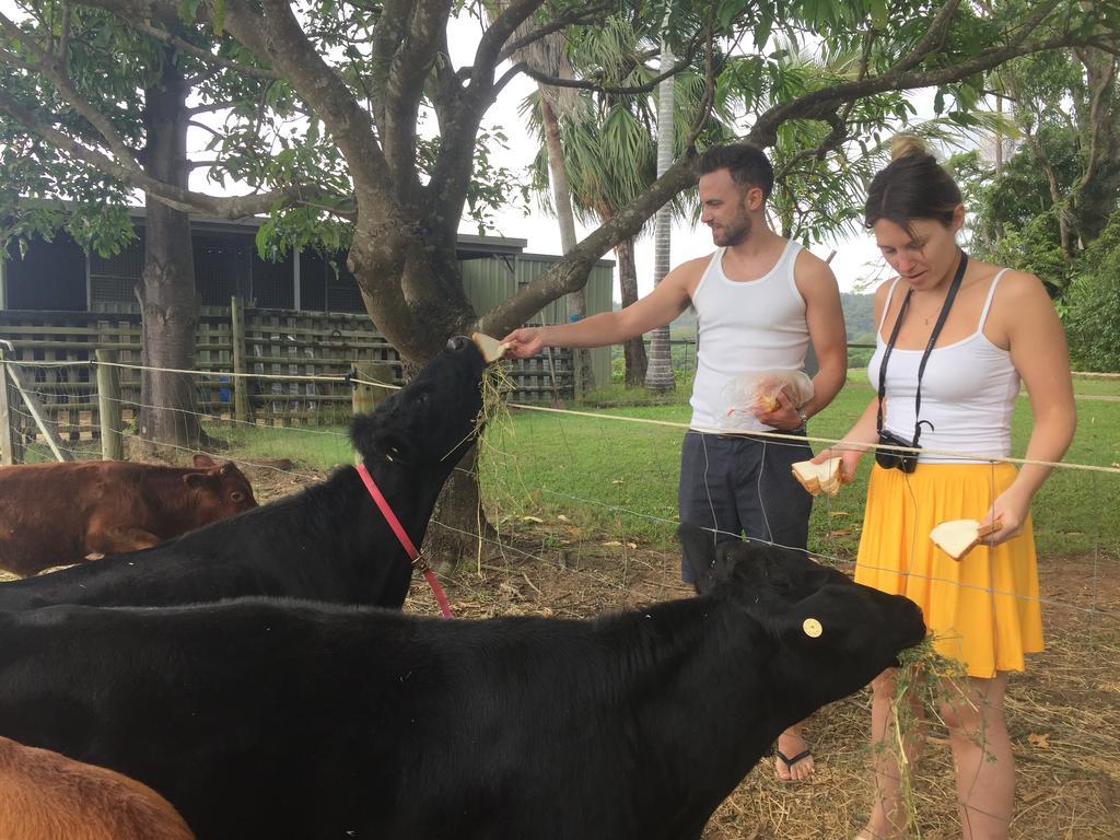 Blackwattle Farm Beerwah Buitenkant foto