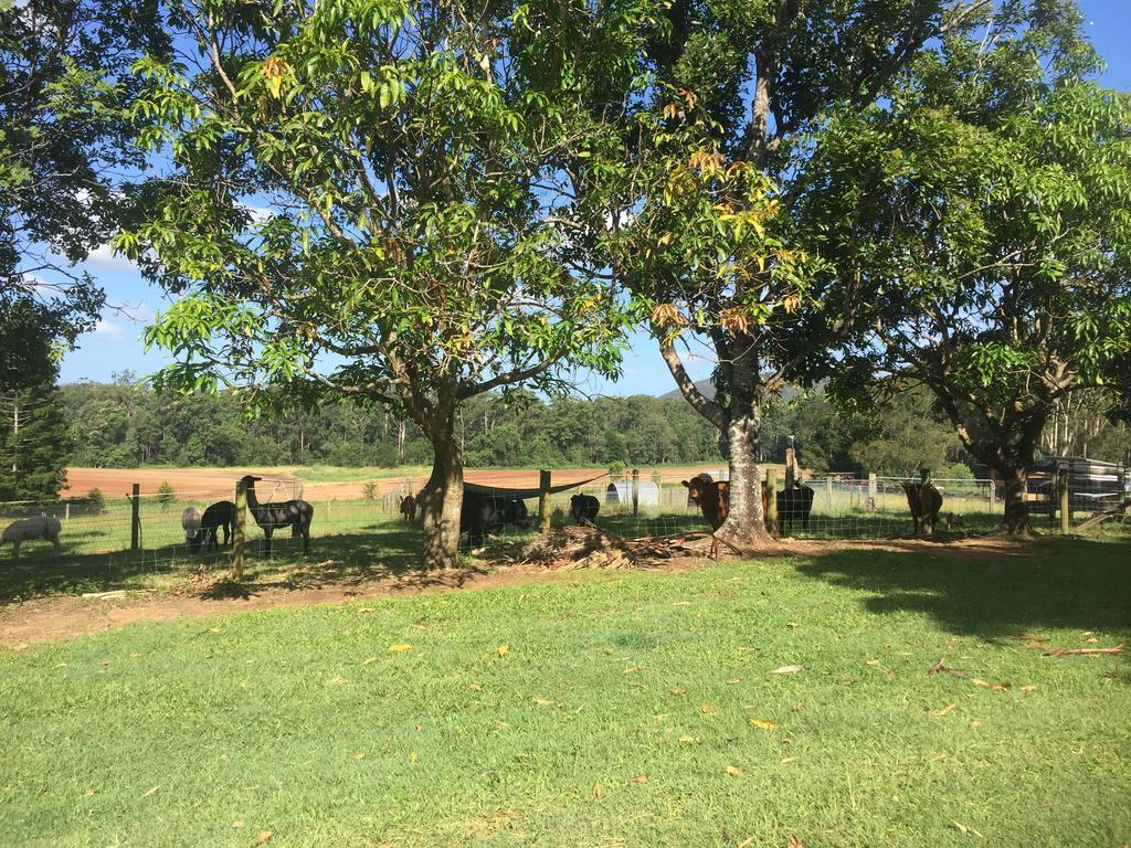 Blackwattle Farm Beerwah Buitenkant foto